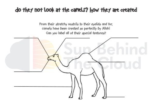 Ask to fill all the unlabelled special features of camel. And thinks How "The design of camels speaks to the greatness of the Creator"